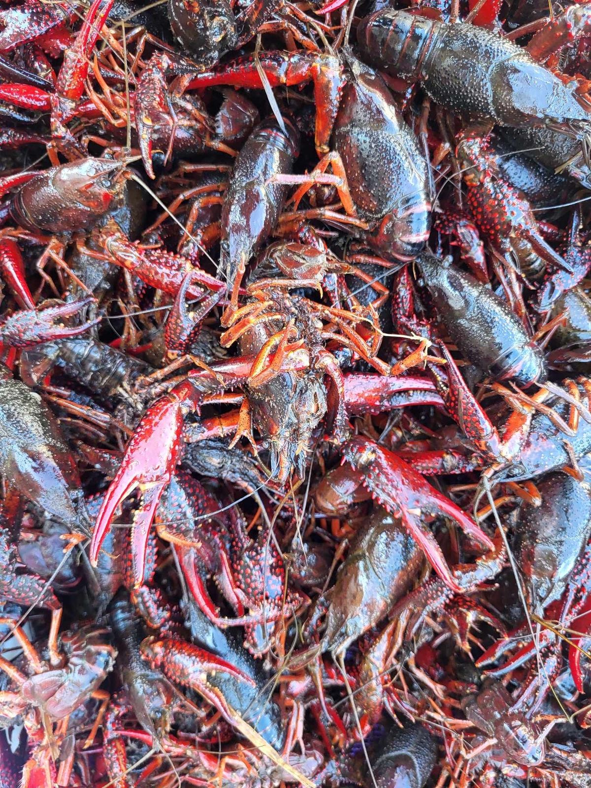 Dried Crawfish Whole variation