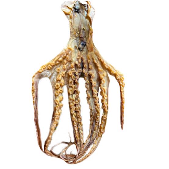 Dried Octopus Whole variation